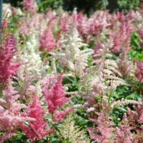 Astilbe x arendsii "Showstar" [Vaso 8/10cm]