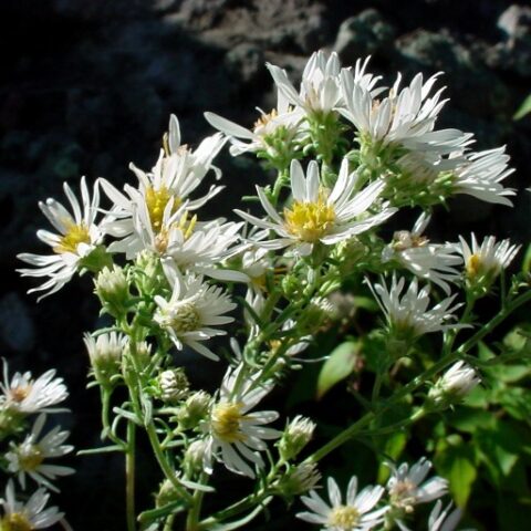 Aster ericoides prostratus "Snow Flurry" [Vaso 18cm]