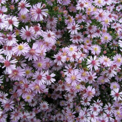 Aster lateriflorus "Coombe Fishacre" [Vaso 18cm]
