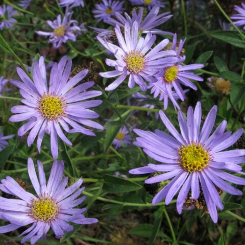 Aster x frikartii "Monch" [Vaso 18cm]
