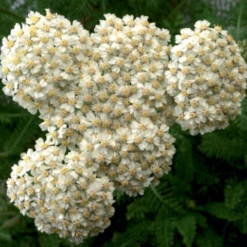 Achillea millefolium "Desert Eve Cream" [Vaso 14cm]