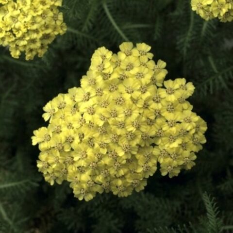 Achillea millefolium "Desert Eve Yellow" [Vaso 14cm]