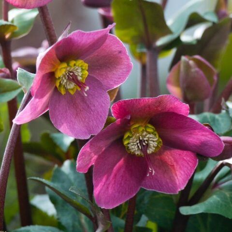 Helleborus x ericsmithii "Anna's Red" (Rosa di Natale) [Vaso 15cm]
