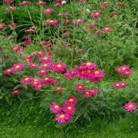 Chrysanthemum coccineum (Crisantemo) [Vaso 17cm]
