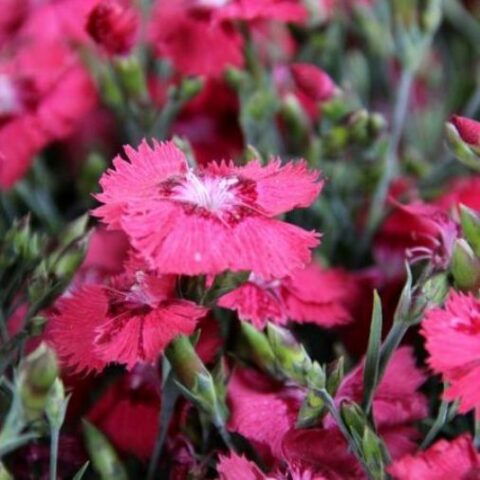 Dianthus plumarius "Dixie Deep Rose" [Vaso 14cm]