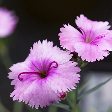 Dianthus plumarius "Dixie Pink" [Vaso 14cm]
