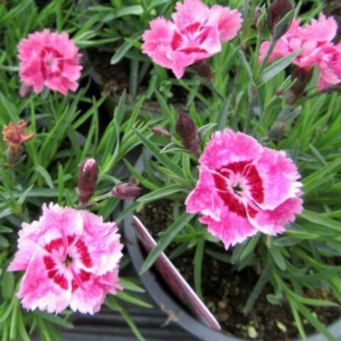 Dianthus plumarius "Dixie Rose Picotee" [Vaso 14cm]