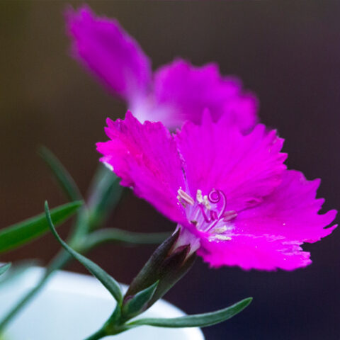 Dianthus "Waikiki Pink" [Vaso 14cm]