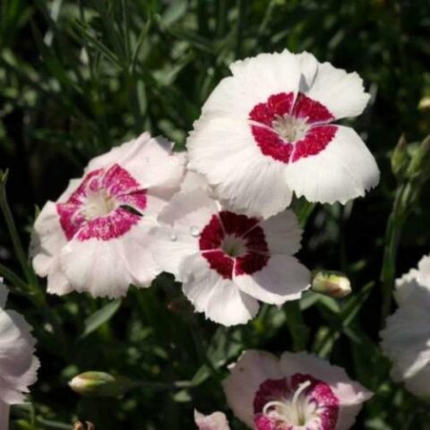 Dianthus plumarius "Dixie White Red Bicolor" [Vaso 14cm]