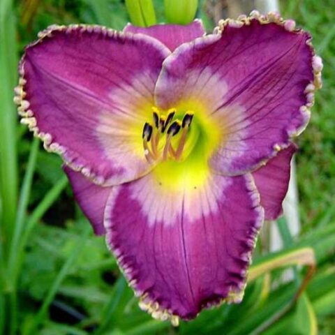 Hemerocallis "Arabian Magic" [Vaso 15cm]
