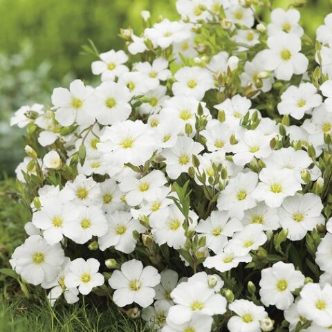 Arenaria montana "Blizzard Compact" [Vaso 14cm]