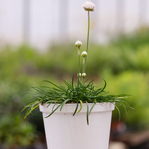 Armeria maritima "Armada White" [Vaso 14cm]