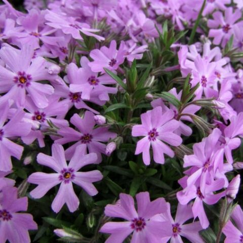 Phlox subulata "Fort Hill" [Vaso 14cm]