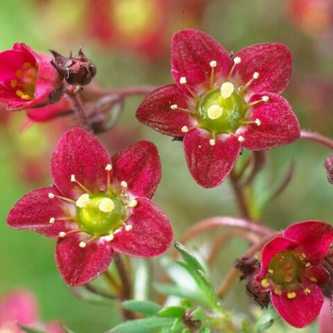 Saxifraga x arendsii "Touran Deep Red" [Vaso 14cm]