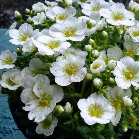 Saxifraga x arendsii "Touran Large White" [Vaso 14cm]