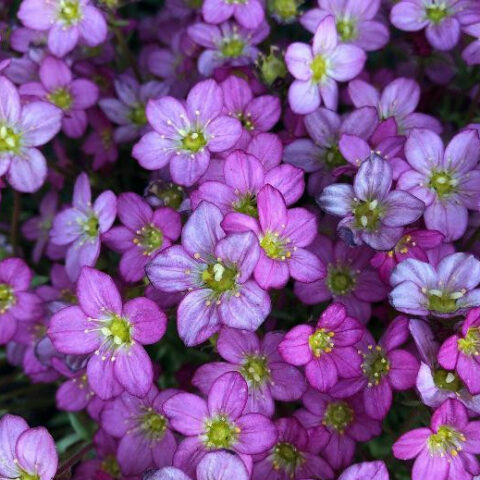 Saxifraga x arendsii "Pink Shades" [Vaso 14cm]