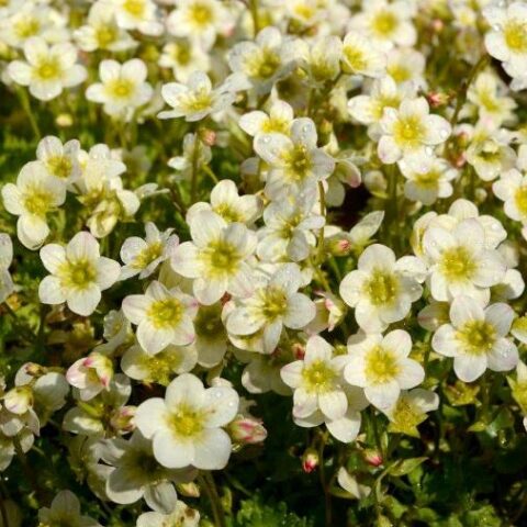 Saxifraga x arendsii "Touran Limegreen" [Vaso 14cm]