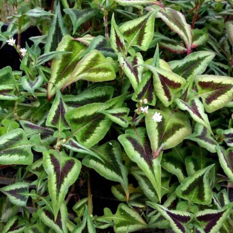 Persicaria runcinata [Vaso 8/10cm]