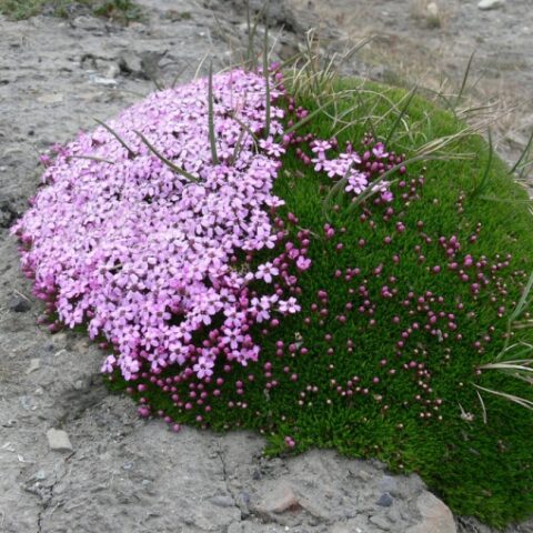 Silene acaulis [Vaso 18cm]