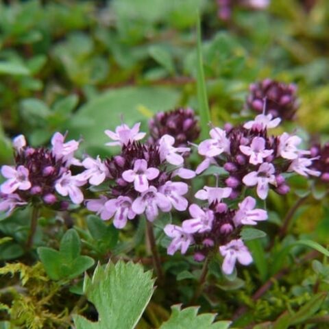 Thymus praecox (Timo precoce) [Vaso 8/10cm]