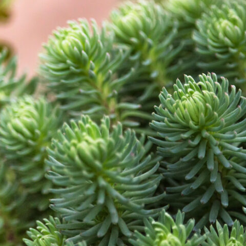 Sedum forsterianum "Elegans" [Vaso 8/10cm]