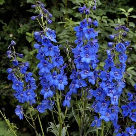 Delphinium grandiflorum "Blue Butterfly" (Delfinio) [Vaso 8/10cm]