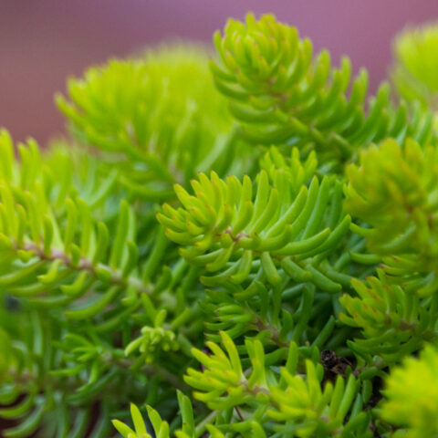 Sedum forsterianum "Lemon Coral" [Vaso 14cm]