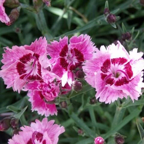 Dianthus gratianopolitanus "Rosafeder" [Vaso 8/10cm]