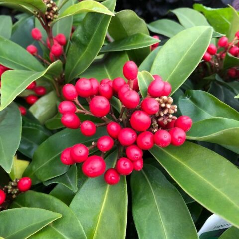 Skimmia japonica subsp. reevesiana [Vaso 15cm]