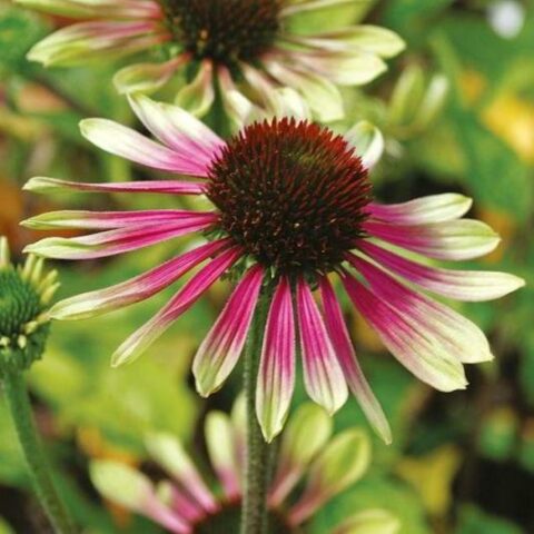 Echinacea purpurea "Green Twister" [Vaso 6 Litri]