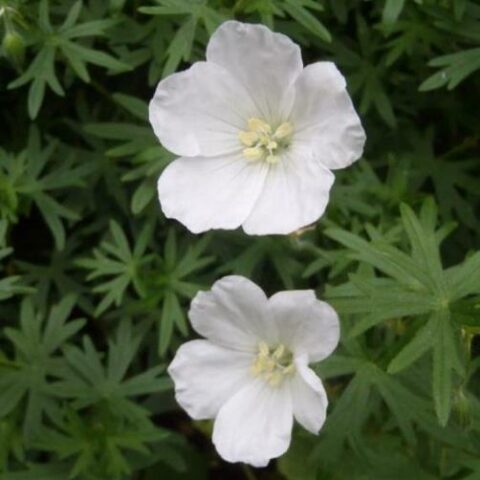 Geranium sanguineum "Album" [Vaso 18cm]