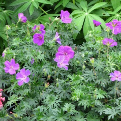 Geranium sanguineum "Max Frei" [Vaso 17cm]