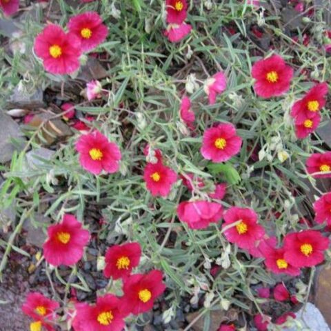 Helianthemum hybridum "Dompfaff" [Vaso 8/10cm]