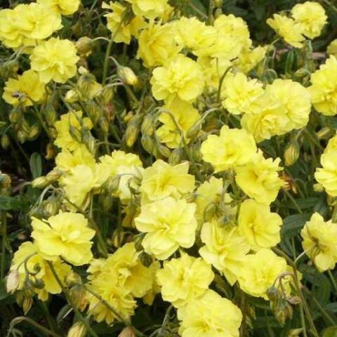 Helianthemum hybridum "Sulphureum Plenum" [Vaso 8/10cm]