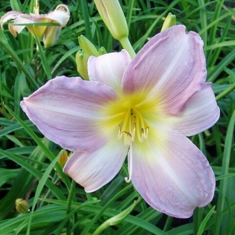 Hemerocallis "Catherine Woodbery" [Vaso 8/10cm]