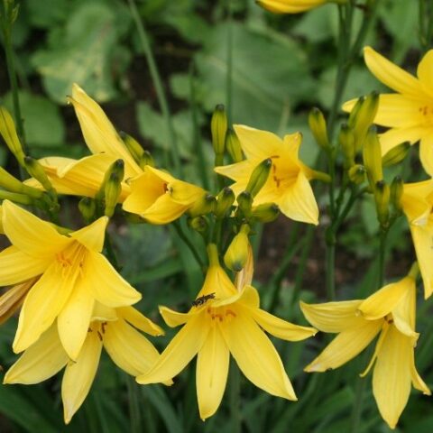 Hemerocallis lilioasphodelus [Vaso 8/10cm]
