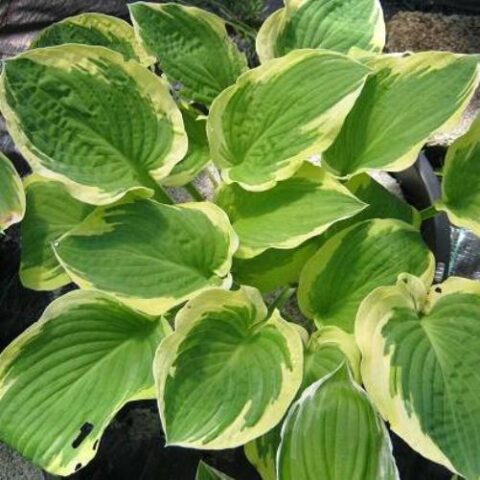 Hosta "Bold Edger" [Vaso 8/10cm]
