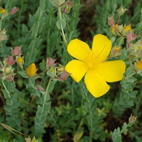 Hypericum polyphyllum "Grandiflorum" [Vaso 14cm]