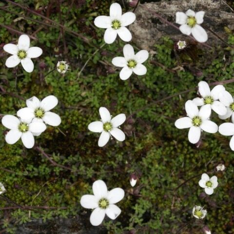Arenaria balearica [Vaso 18cm]