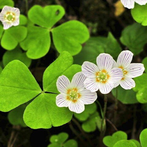 Oxalis acetosella [Vaso 18cm]
