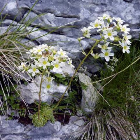 Saxifraga hostii [Vaso 18cm]