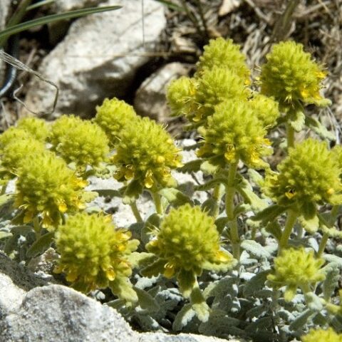 Teucrium polium (Camedrio polio) [Vaso 8/10cm]