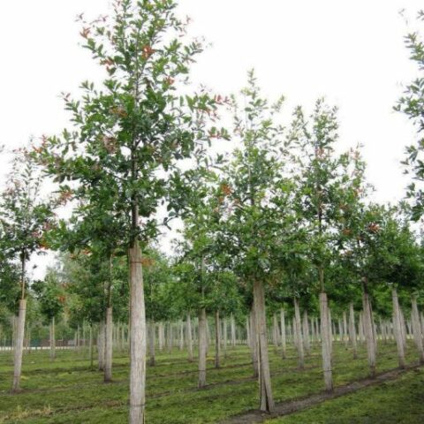 Quercus rysophylla "Maya" (Quercia Messicana) [H. 160+ cm.]