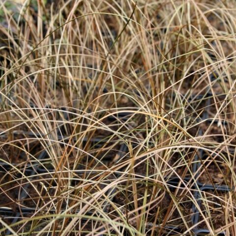 Carex petriei "Milk Chocolate" (Carice) [Vaso 18cm]