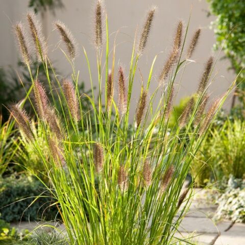 Pennisetum alopecuroides "Gelbstiel" [Vaso 8/10cm]