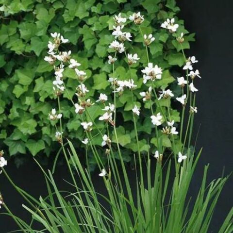 Libertia grandiflora [Vaso 18cm]