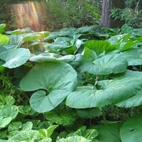 Petasites japonicus "Giganteus" [Vaso 18cm]