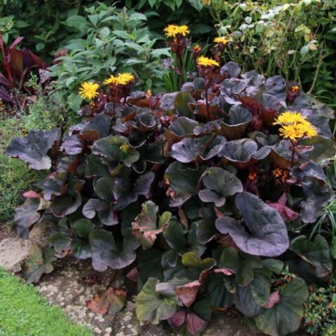 Ligularia dentata "Midnight Lady" [Vaso 18cm]