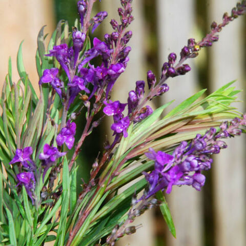 Linaria purpurea [Vaso 8/10cm]