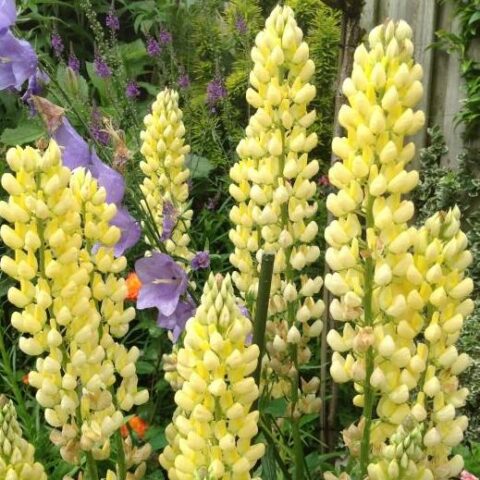 Lupinus polyphyllus Russell "Chandelier" (Lupino) [Vaso 11cm]